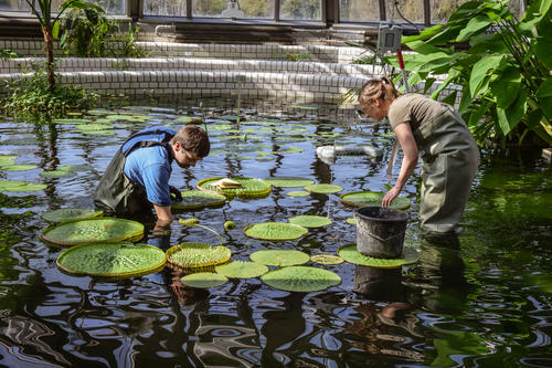 Das Verhältnis zwischen Mensch und Pflanzen wird in einem neuen Forschungsprojekt im Botanischen Garten untersucht.