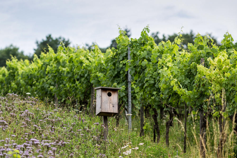 Gedeiht ohne Chemie. Der ökologisch betriebene Weinanbau, wie hier im Schweizer Kanton Thurgau, setzt bei der Verbesserung der Boden- und Weinqualität auf natürliche Vielfalt: Blumen, Kräuter, Nützlinge und Mist.