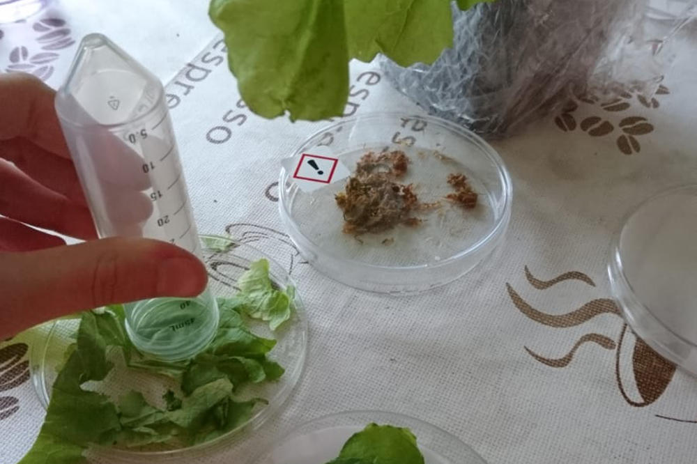 Experimente zu Hause. Die Teilnehmerinnen der Seminarreihe NATürlich experimentieren eigenständig und treffen sich online.