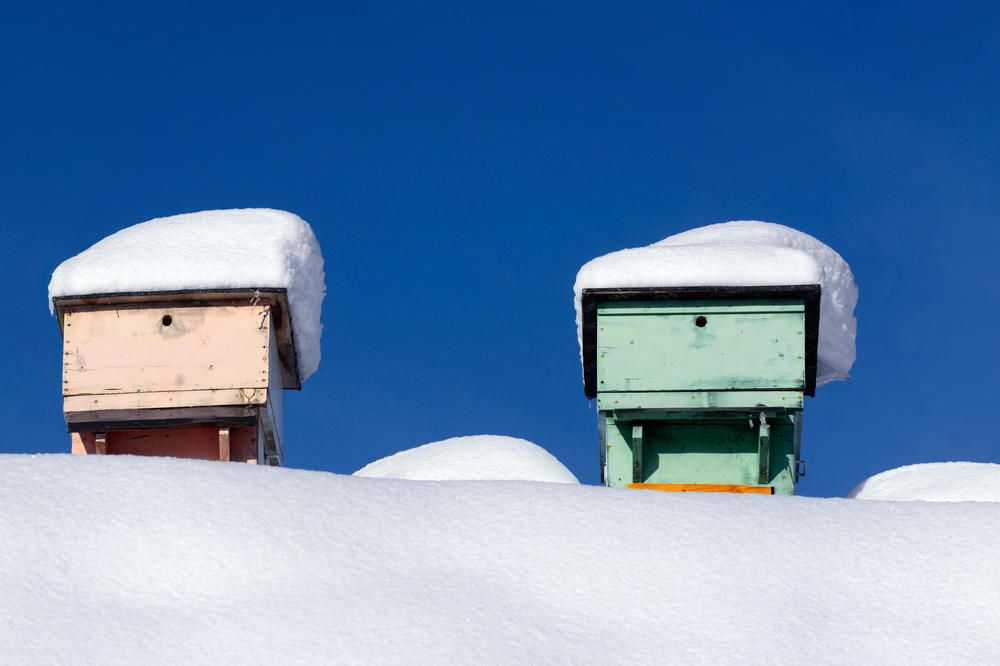 Nicht stören! In der kalten Jahreszeit kugeln sich die Bienen zusammen, um sich zu wärmen. In dieser Jahreszeit haben die Imkerinnen und Imker am wenigsten zu tun.