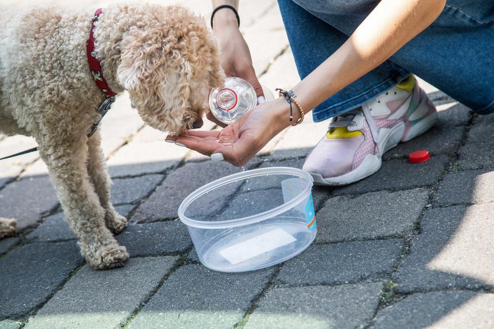 Leidtragende. Bei Hitze müssen auch Tiere mehr Flüssigkeit zu sich nehmen.