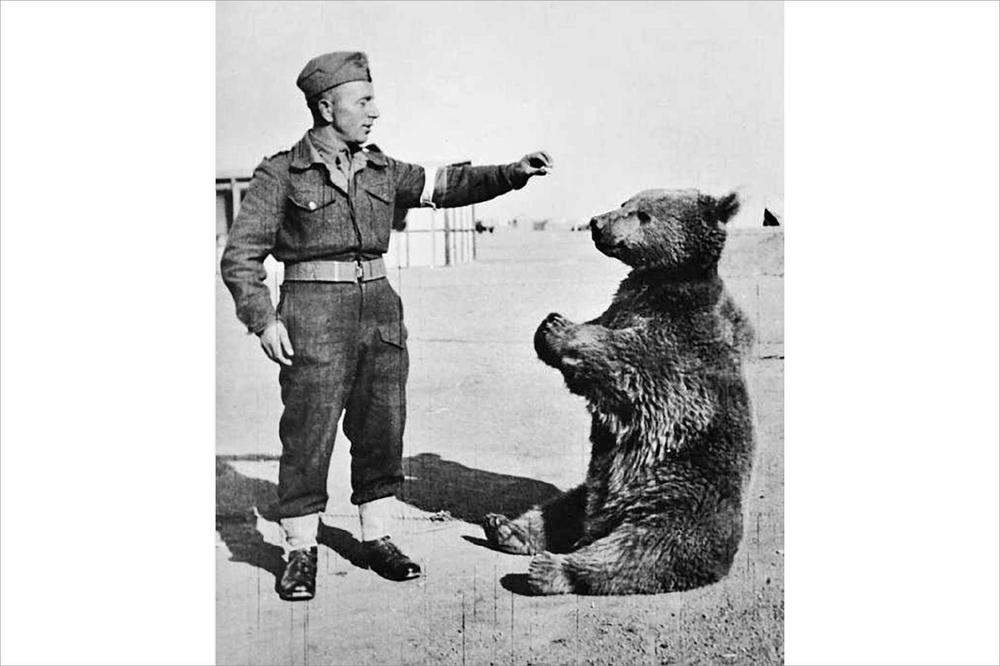 Bär Wojtek wurde von während des Zweiten Weltkriegs im Iran stationierten Artilleriesoldaten adopiert. Für seine Verdienste wurde er befördert – und nun zur literarischen Figur erhoben: Eine Studentin machte ihn zur Hauptfigur einer Kurzgeschichte.