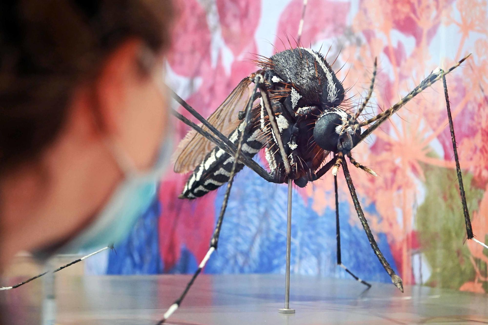 Modell einer asiatischen Tigermücke im Staatlichen Museum für Naturkunde in Berlin. Die Tigermücke ist eine relativ kleine Stechmücke – durch ihre schwarz-weiße Färbung ist sie aber sehr auffällig.