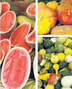 Melonen, Kürbisse und Gurken gehören zur selben Pflanzenfamilie. Botanisch betrachtet sind die Giganten eigentlich Beeren. Sie bestehen zu einem Großteil aus Wasser.<br>Foto: BGBM