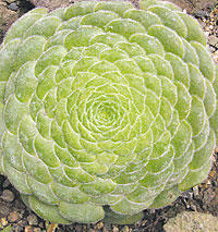 Aus mathematischer Sicht ist auch der Teller Aeonium interessant.