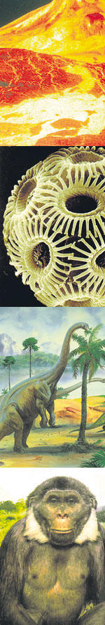 Etappen der Evolution: Von der Entstehung der Erde über die Entwicklung von primitiven Einzellern, schwergewichtigen Dinosauriern und hochentwickelten Säugetieren bis zum Menschen sind 4,6 Milliarden Jahre vergangen.