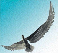 Stolze Flieger: Doch am Boden sind aasfressende Raubvögel vom Blei in geschossenen Wildtieren bedroht. Viele verenden an den Folgen der Bleivergiftung.