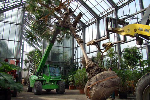 Maßarbeit: Demit die großen Pflanzen durch die Türen der Gewächshäuser passen, müssen sie vorsichtig gekippt werden.