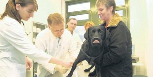 Veterinärmediziner mit Hündin Cika