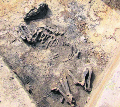 Zufallsprodukte der Grabung: Das freigelegte Pferdeskelett verweist vermutlich auf eine Opfergabe.