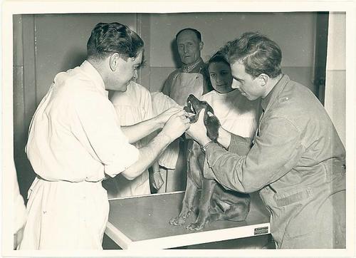 The Department of Veterinary Medicine was opened at Freie Universität.