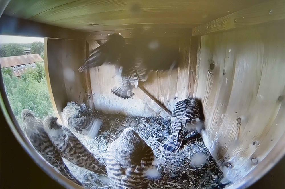 Per Livestream konnte beobachtet werden, wie sich der Turmfalken-Nachwuchs entwickelte.