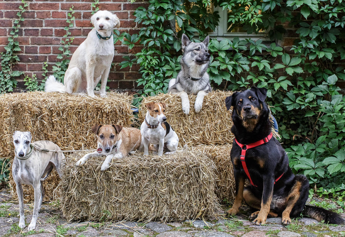 Im Rahmen des Rehoming-Programms werden vor allem Hunde und Katze als Haustiere weitergegeben.