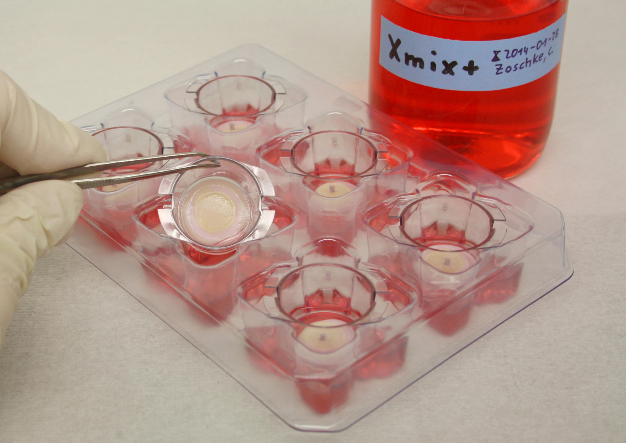 Aus Hautzellen züchten die Wissenschaftler Hautmodelle, an denen neue Anti-Krebswirkstoffe und andere Medikamente getestet werden können.