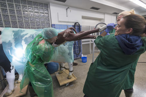 Mit vereinten Kräften: Das Kalb ist ebenfalls ein Modell und wird nach dem Kaiserschnitt aus dem Mutterleib gezogen.