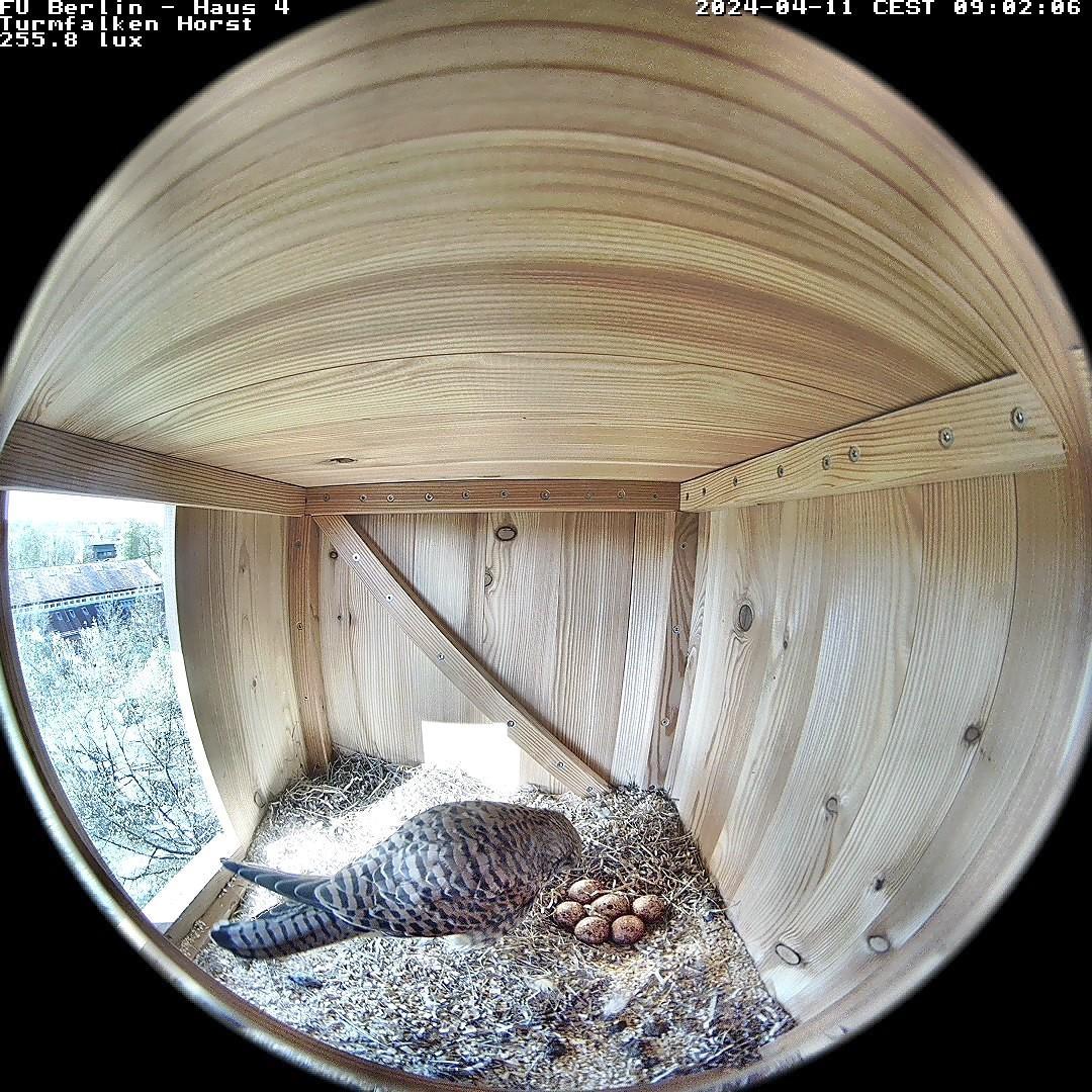 Innenansicht vom Nistkasten der Turmfalken aus April 2024
