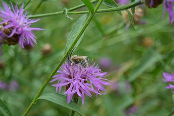 The Long-Horned Bee of the Knapweed, seen here on a knapweed flower near the Hahn-Meitner Building in Dahlem, is found in Germany almost exclusively in Berlin and Brandenburg. Image source: Blooming Campus