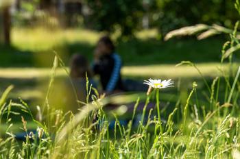 Yoga on the Blooming Meadow