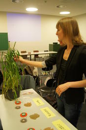 Lernstation 1: Vom Korn zum Brot und dann ab in die Tonne?