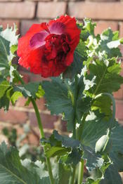 Im Spätsommer und frühem Herbst entzückt uns der UniGarten mit seiner üppigen Pracht