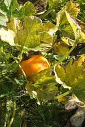 Im Spätsommer und frühem Herbst entzückt uns der UniGarten mit seiner üppigen Pracht