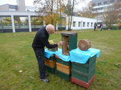 Blumenpflanzen für die Wildbienen!