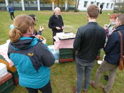 Blumenpflanzen für die Wildbienen!