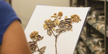 Einblicke ins Herbarium des Botanischen Gartens Berlin.