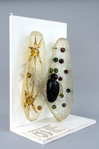 Vergrößertes Kunststoffmodell des Pantoffeltierchens (Paramecium caudatum). Zoologische Lehrsammlung, Institut für Biologie.