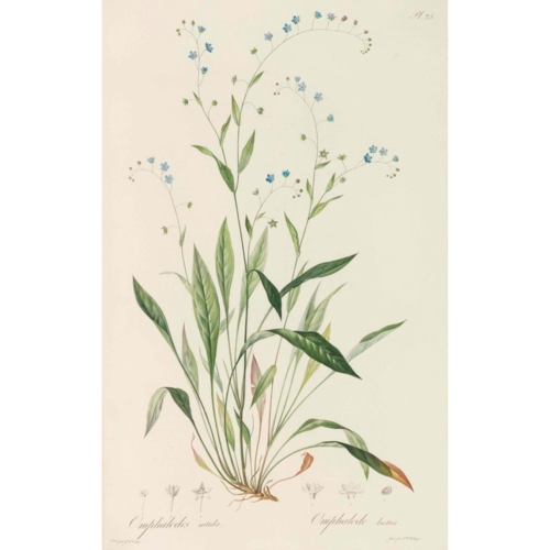 Abbildung aus „Flore portugaise“ von Johann C. v. Hoffmannsegg