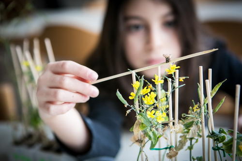 Entwicklung einer Pflanze